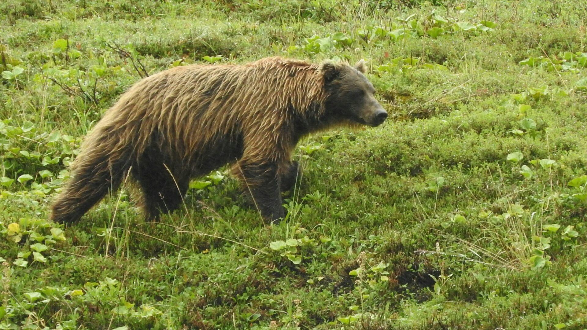 Aljaška